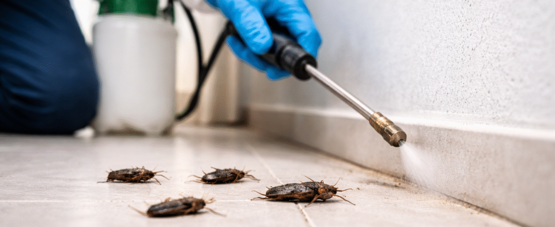 ¿Por qué aumentan las cucarachas en verano en Lima?